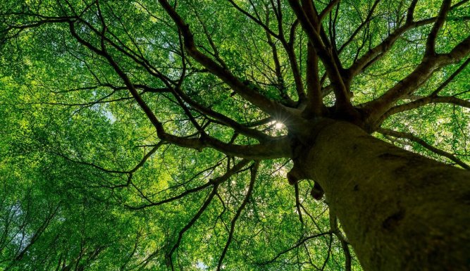 Curieux de Nature