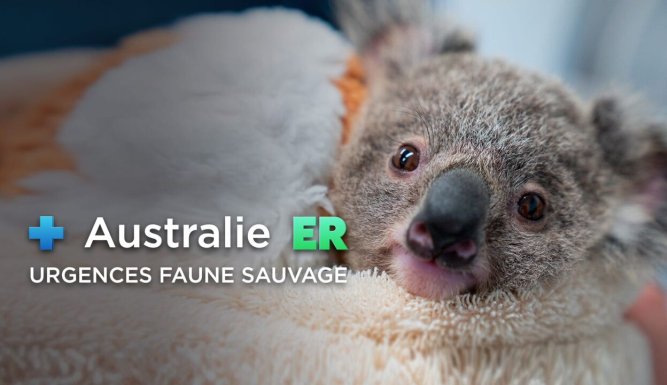 Australie : urgences faune sauvage