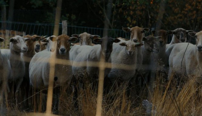 Schaap