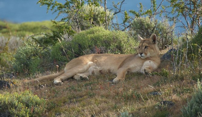 Puma, lion des Andes