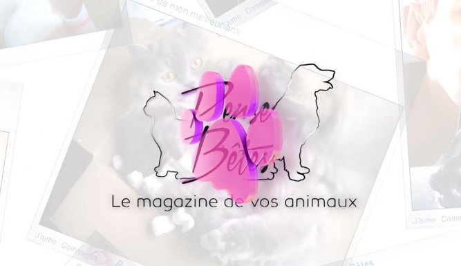 Pense-Bêtes