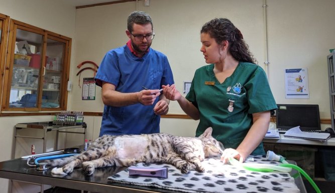 Vétérinaires en terre d'Ecosse