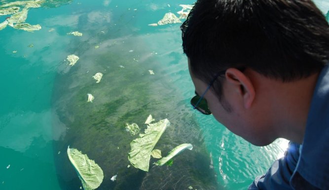 Les rois des aquariums
