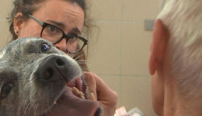 Dierendokters 24/7
