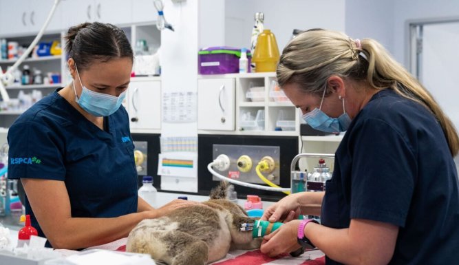 Australie : urgences faune sauvage