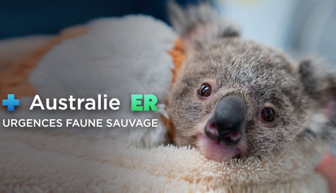 Australie : urgences faune sauvage