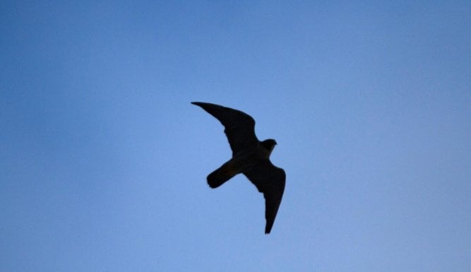 Destination Wild : La Grande-Bretagne sauvage | Wild Britain