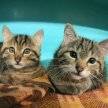 Animaux à adopter : nouvelle famille pour une nouvelle vie