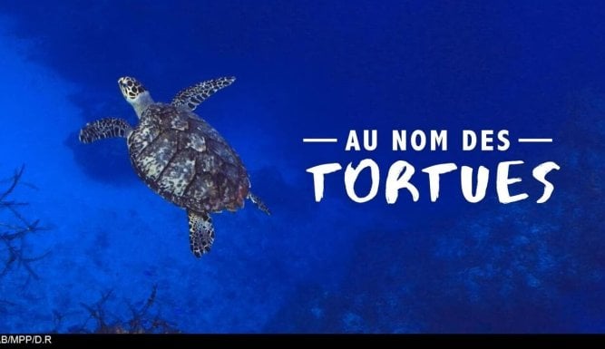 Au nom des tortues | The Turtles' Village