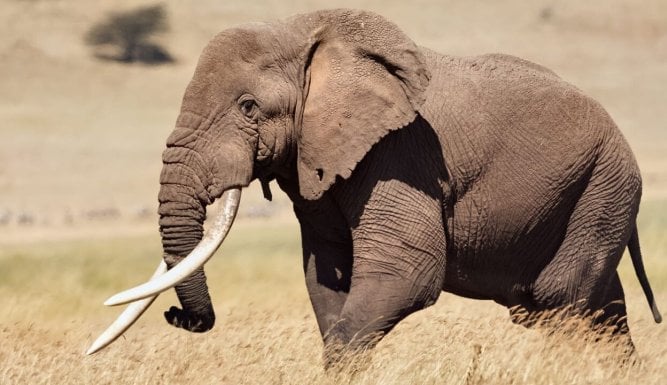 Elefant, Tiger & Co.