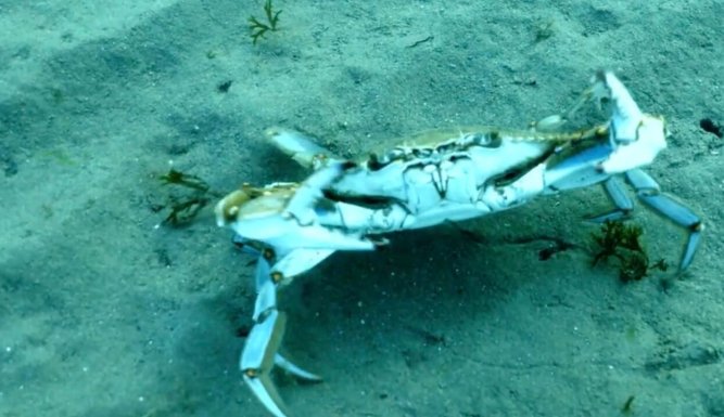 Crabe bleu, chronique d'une invasion