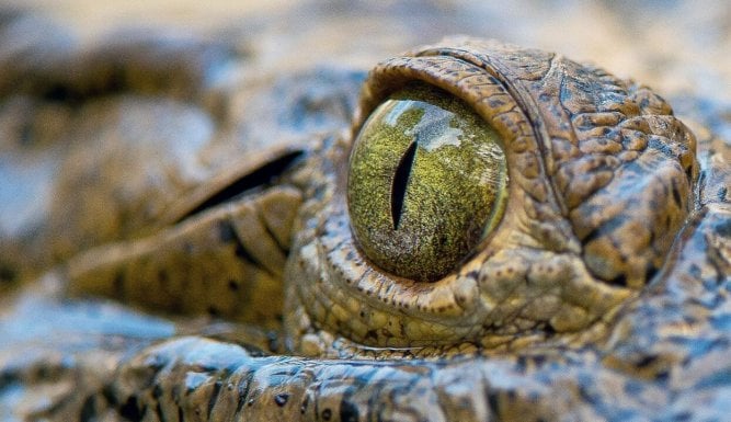 Destination Wild : Floride | Wild Florida