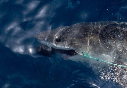 Documentaire : Sur la piste des requins : une exploration océanique