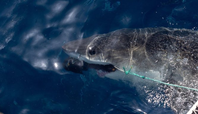 Sur la piste des requins : une exploration océanique | Super Shark Highway