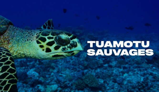 Tuamotu sauvages