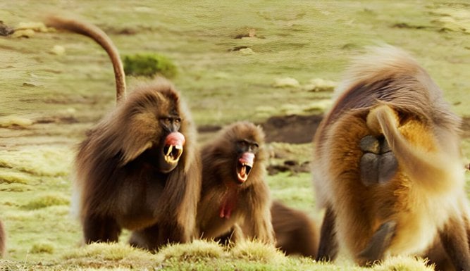 Les survivants ultimes de la nature | Nature's Ultimate Survivors