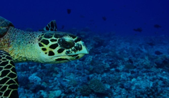 Tuamotu sauvages