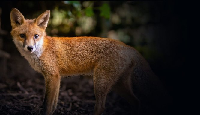 Le monde secret des renards | Foxes: Their Secret World