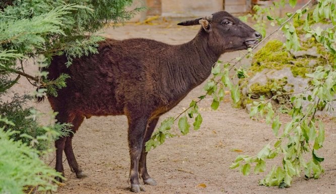 Des zoos nouvelle génération