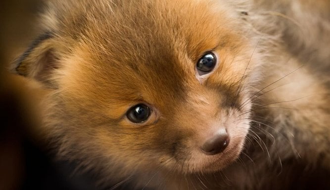 Le monde secret des renards | Foxes: Their Secret World