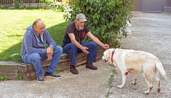 Chiens et chats sans collier