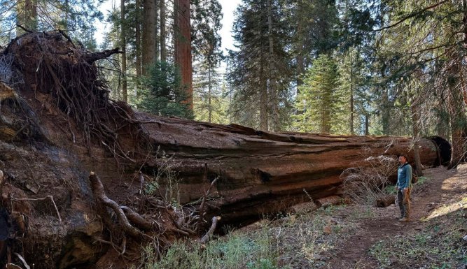 Aus der Asche - Was kommt nach dem Waldbrand? | Aus der Asche: Was kommt nach dem Waldbrand?