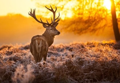 Documentaire : Chasseurs du monde