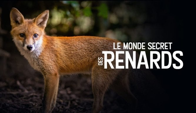 Le monde secret des renards | Foxes: Their Secret World