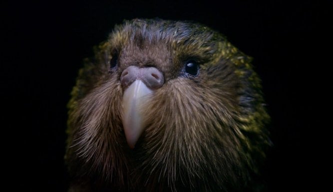 Origine native, Deidre et l'oiseau Kakapo
