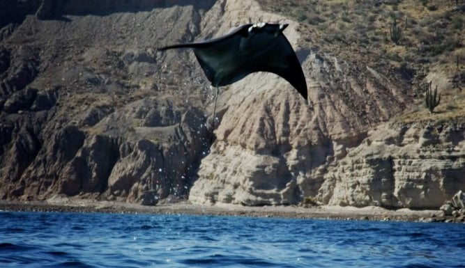 Les survivants ultimes de la nature | Nature's Ultimate Survivors